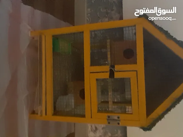 طيور اربع حبات