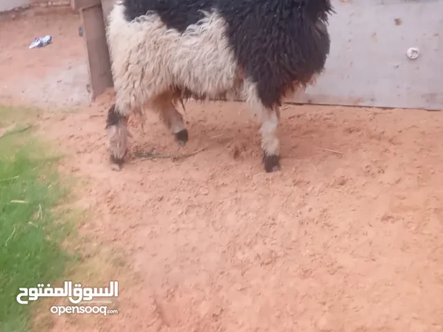 فطيمة ربي يبارك سمينة