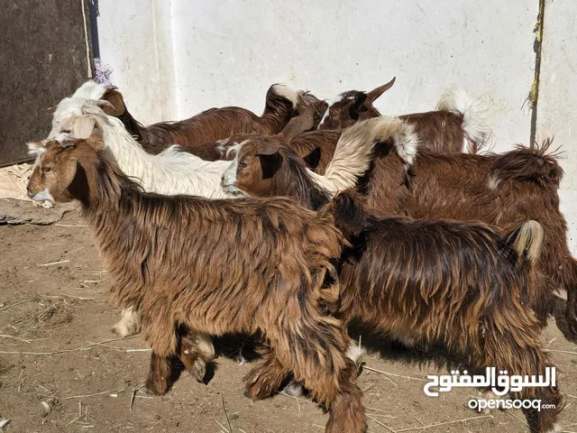 بكار كبار وزاهبات ومعهن جدي واحد حلوات لتربية وفيهن ذبايح نظاف