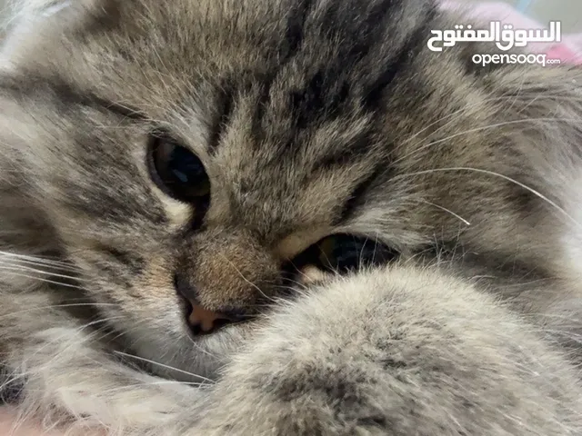 للبيع قطو عمره 3 شهور ونص