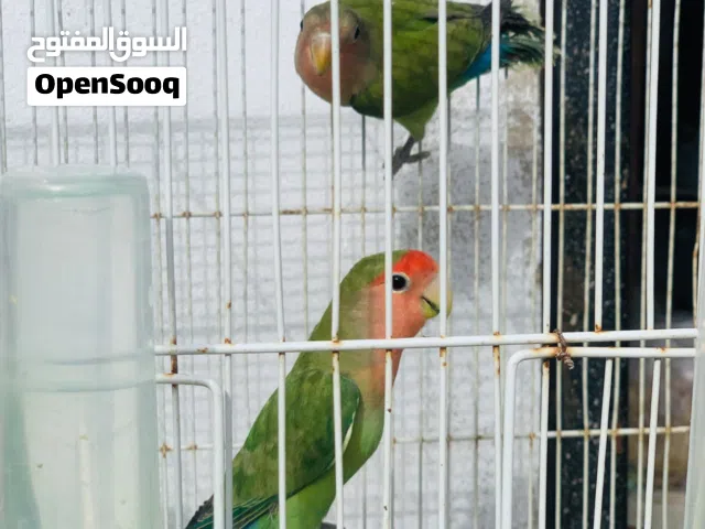 2 كوبيه بركديلو ربي يبارك مصوقره وا انتايه فراديه سخونه وا عندي كوبيه بركديلو مصوقره 4 بسعر 450 وسهل