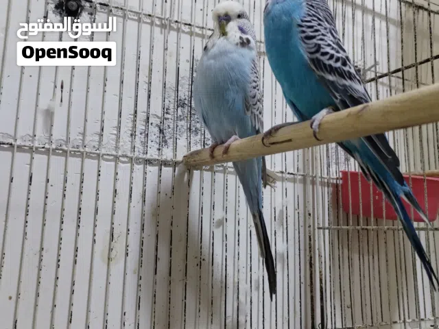 طيور بادجي انكليزي