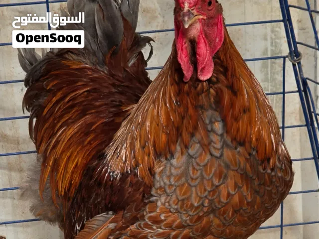 سلاله دجاج عالميه بيور
