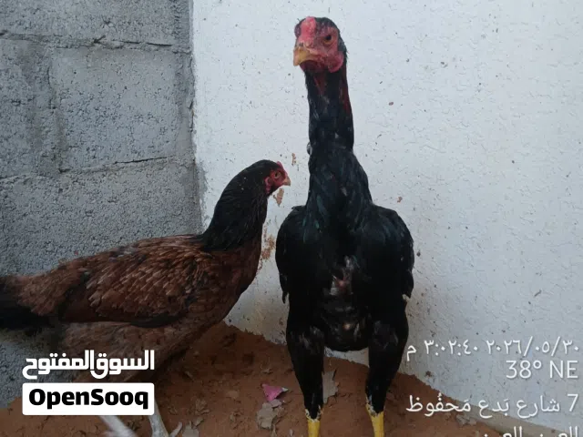 جاج باكستاني ما شاء الله
