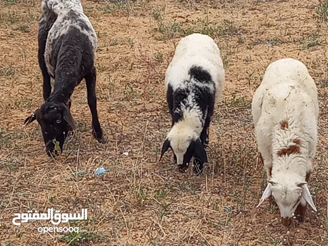 نعجه توميه معها خروف وفطيمه