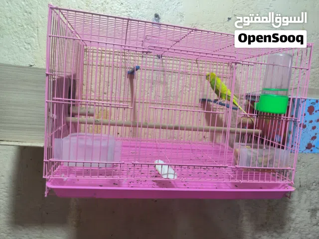 طيور حب للبيع