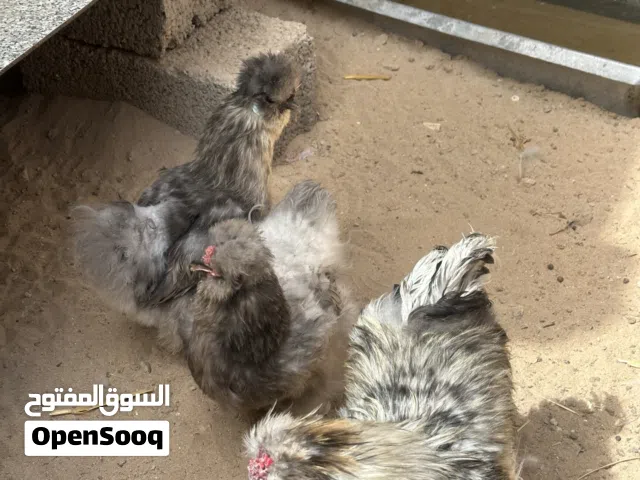 متوفر دحي دجاج قطني من هاذي الامهات