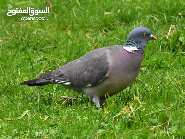 حمامه او طائر الطبن او الدلم او الأحراش( على السوم )( أنثى)