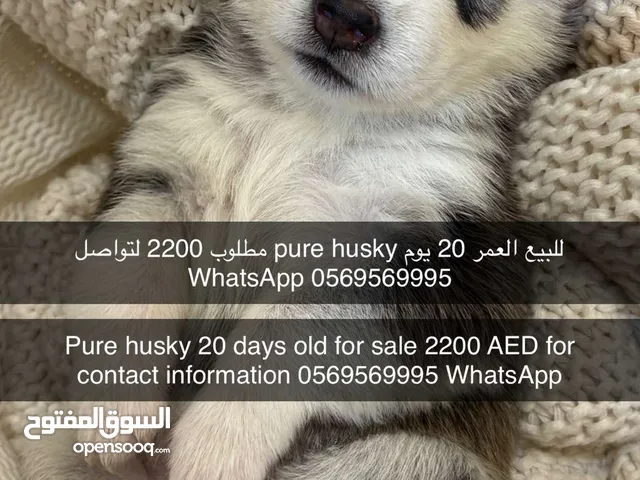 هاسكي بيور العمر 22 يوم ، ذكر وأنثى للشراء يرجى التواصل معنا