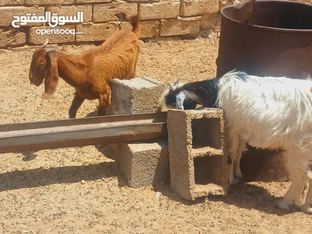 العدد10 3عنايق 7جديان الله يبارك عز ماتربي عنايق صغار وناشطات يبو من يشدهم و يمقرس