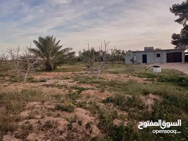 الدافنية الطريق الوسطية..الدافنية الطريق الوسطية..