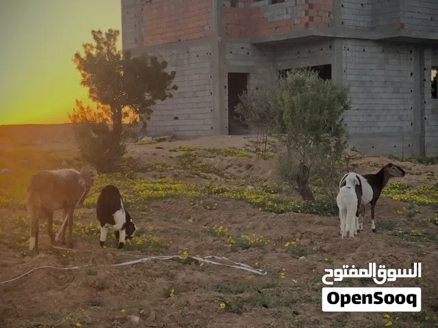 اغنام ربي يبارك للبيع