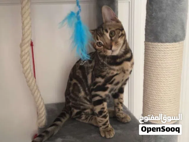 نوع القط بنغال