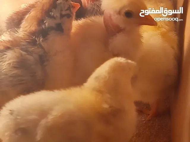 افراخ دجاج عرب