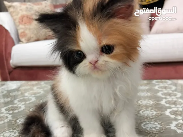 قطط بيرشن بيور