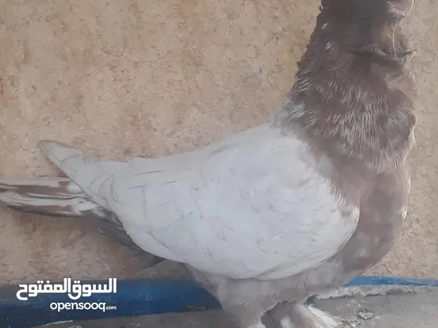 موجود جواز وفراخ مجريد بواقي 234 لبيع في الزرقا