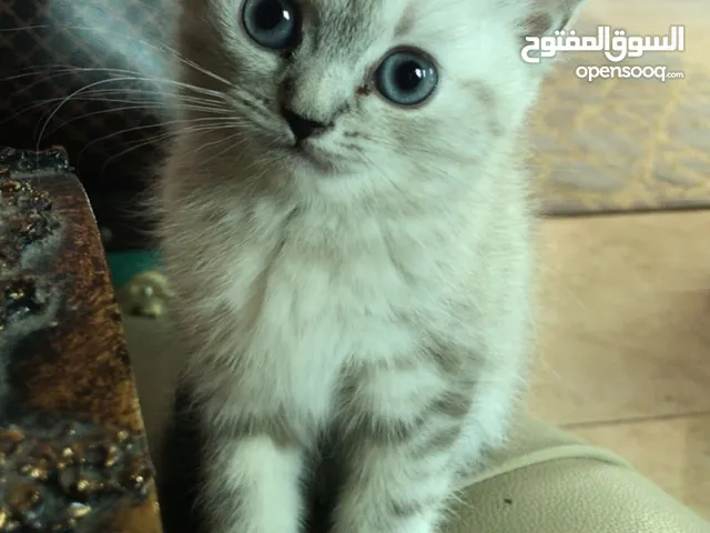 برتش نثيه للبيع اللون سيامي
