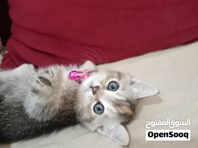 قط سكوتش من اجمل الالوان وسلالات