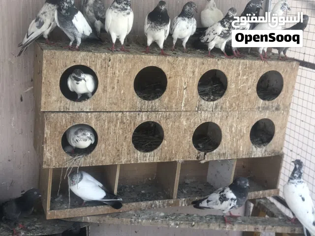 حمام باكستاني