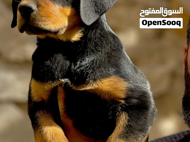 جراو روت وايلر