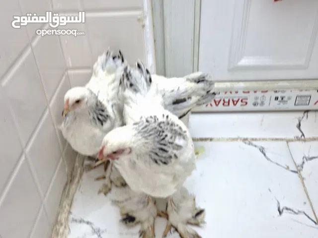 دجاج براهما البيع