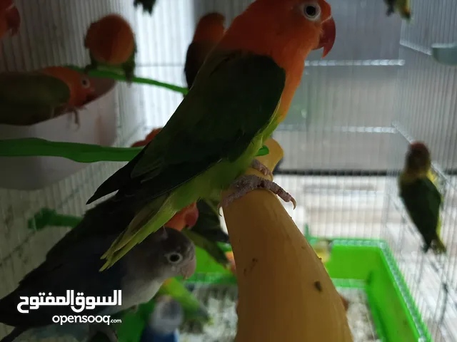 فشرات طفرات بلديه كلهم منتجين الفيديو بشرح كلشي