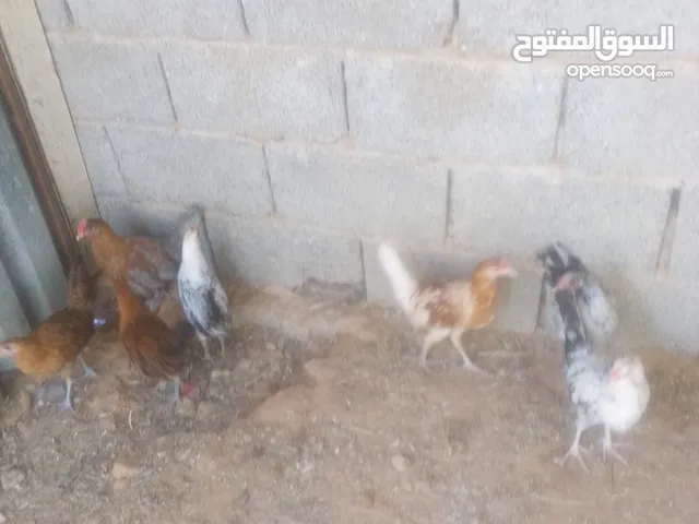 عتديق للبيع 4 عتديق و3 فرريش ربي يبارك