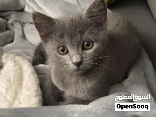 قطة ذكر للتبني