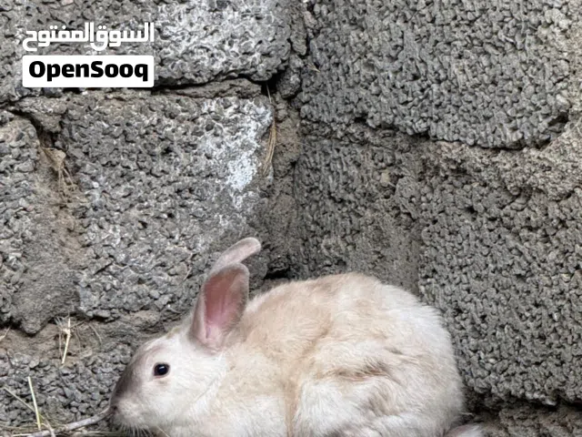 البيع أرانب ذكر اثنين أنثى واحدة