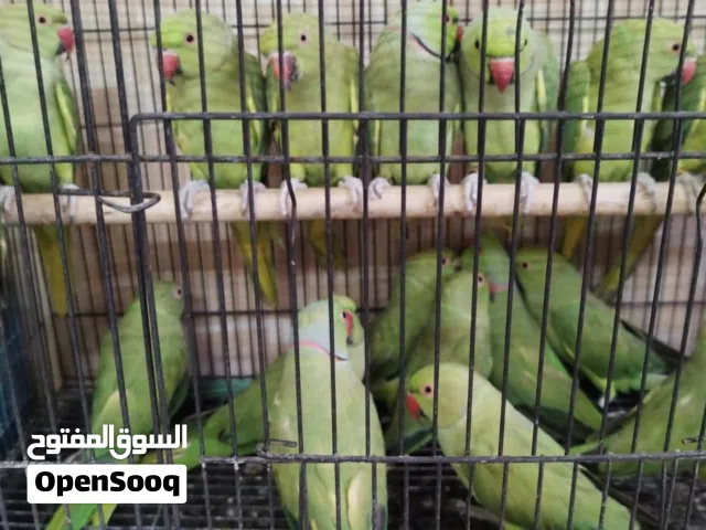 بغباء الدره الهندي