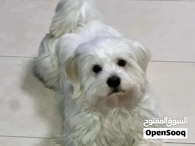 8 months Maltese breed puppy for adoption