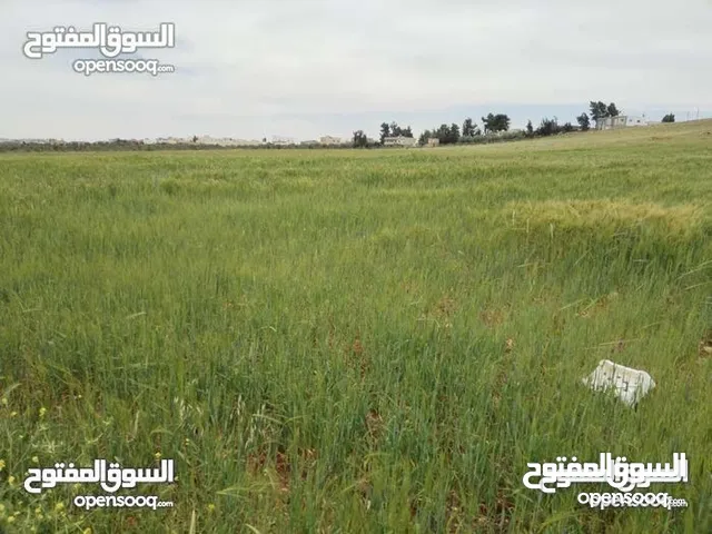 Farm Land for Sale in Mafraq Rhab