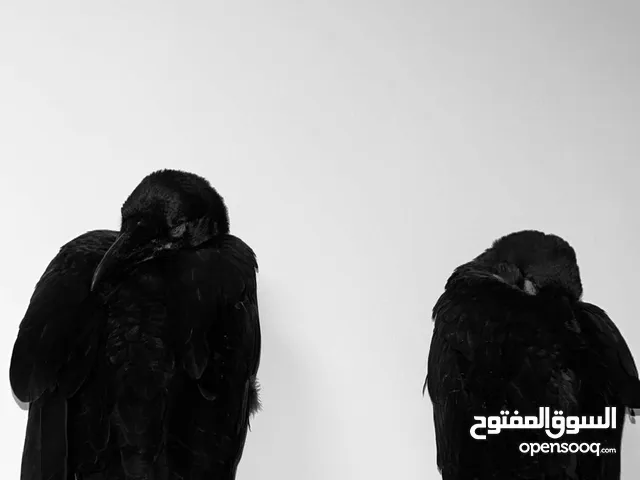 غراب ريفن جانبو العمر 5 اشهر ذكر
