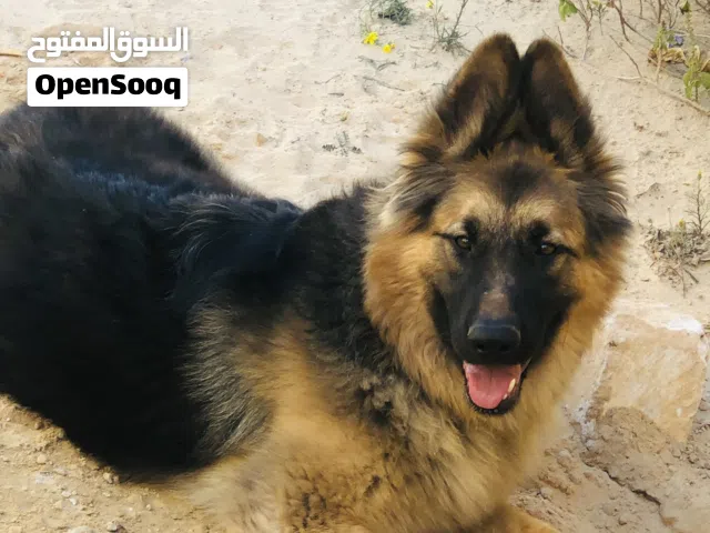 كلبة جيرمن لونق
