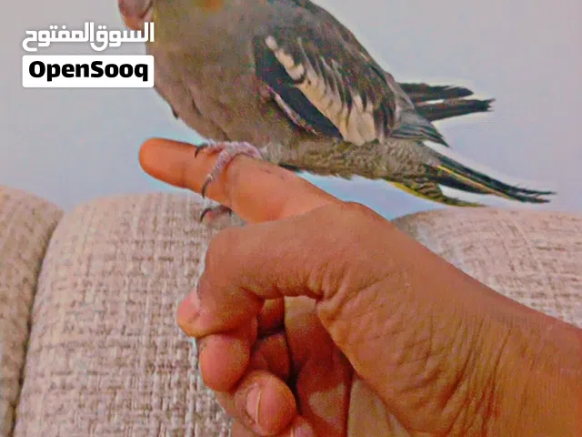 انتايه كوكتيل للبيع اقراء الوصف