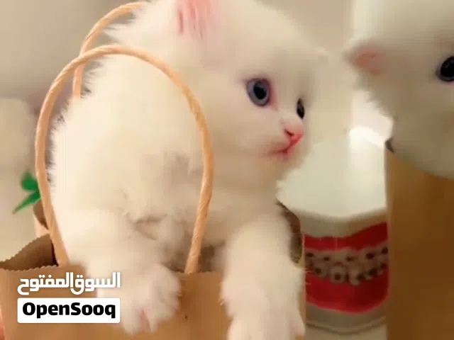 قطط شيرازي ذكور واناث