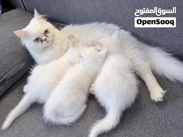 قطط للبيع مع الام