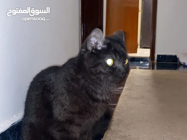 قطه سكوتش فولد اسود (. للتبني المؤقت ) مده التبني شهر واحد فقط