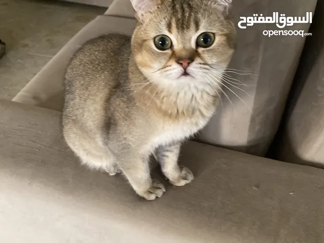 قط ذكر للبيع سكوتش ستريت بيور من أصول مسجله مستورده قط تزاوج لتحسين النسل