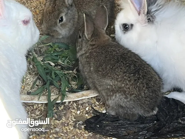 ارانب متنوعه صغير وكبير