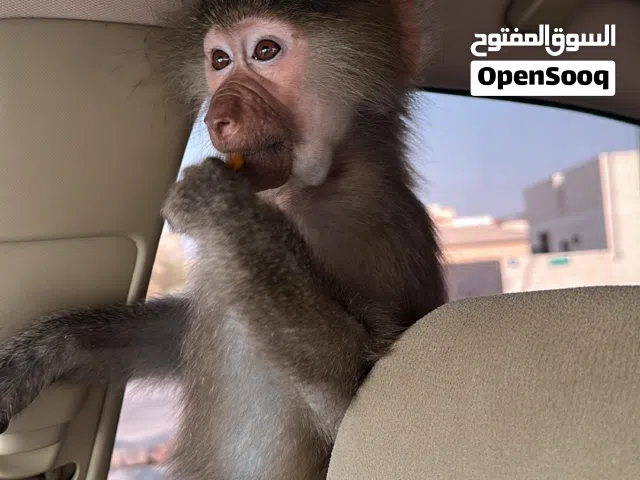 قرد للبيع انثى