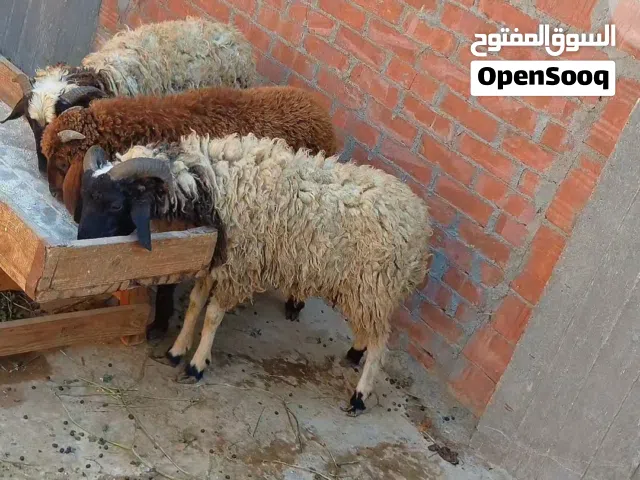 بسم الله الرحمن الرحيم الاثنين 13/4/2026 لمحبي الغنم البرقي واللحم الس
