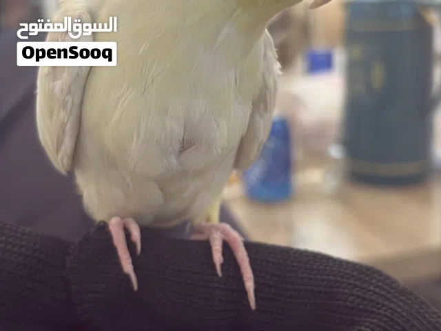كوكتيل اليف موجود في اربد مع قفص 3 معالف