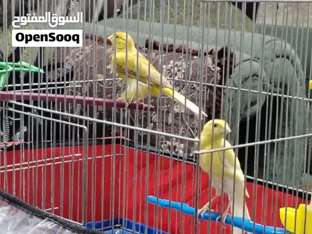 جوز كنار ذكر بندوق