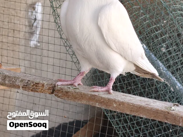 حمام ارفلي