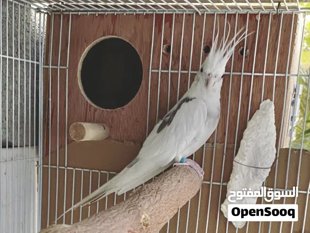 ذكر كوكتيل هافي بايد