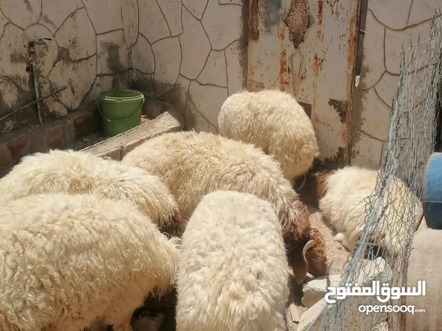 ثلاث خرفان للبيع صحه ونظافه صلاه النبي
