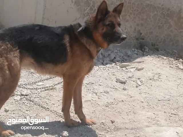 كلبه انثى جيرمن