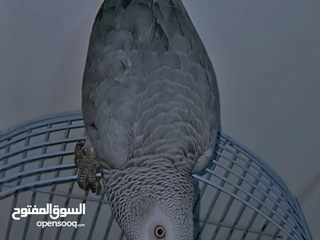 ببغاء الكاسكو