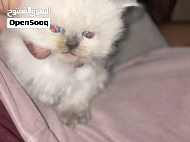 Persian mixed with British longhair